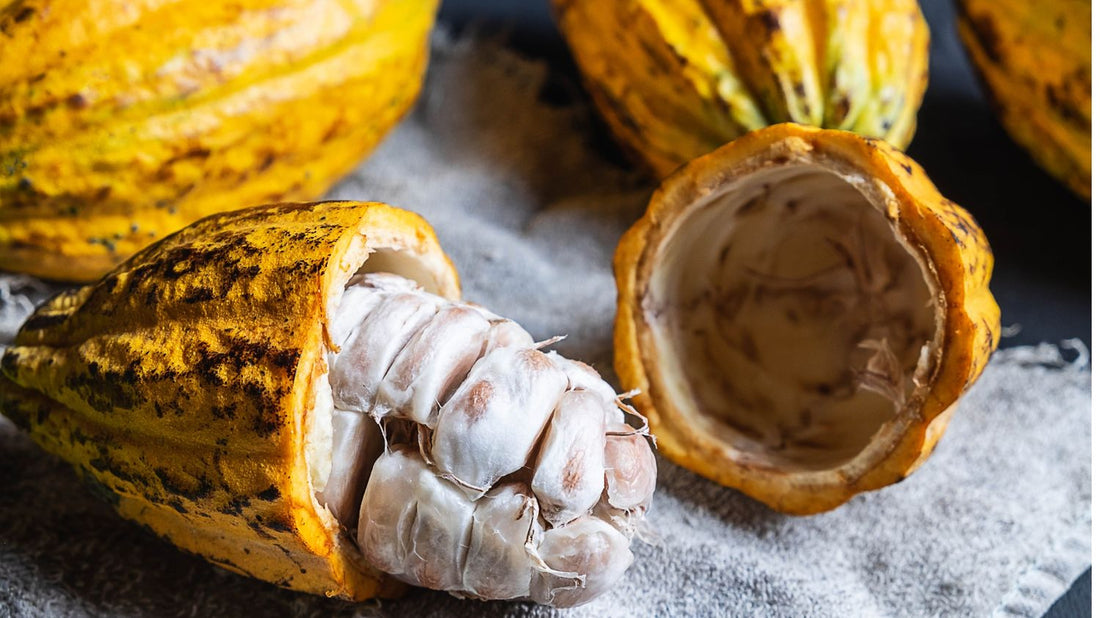 Les vertus du Cacao