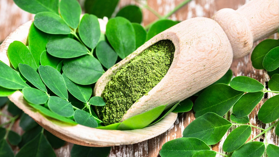 Le Moringa et ses bienfaits