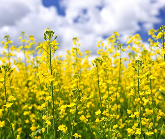 Les Siffleux, breuvages torréfiés Les-Graines-de-Canola-Un-Superaliment-au-Service-de-Votre-Bien-être